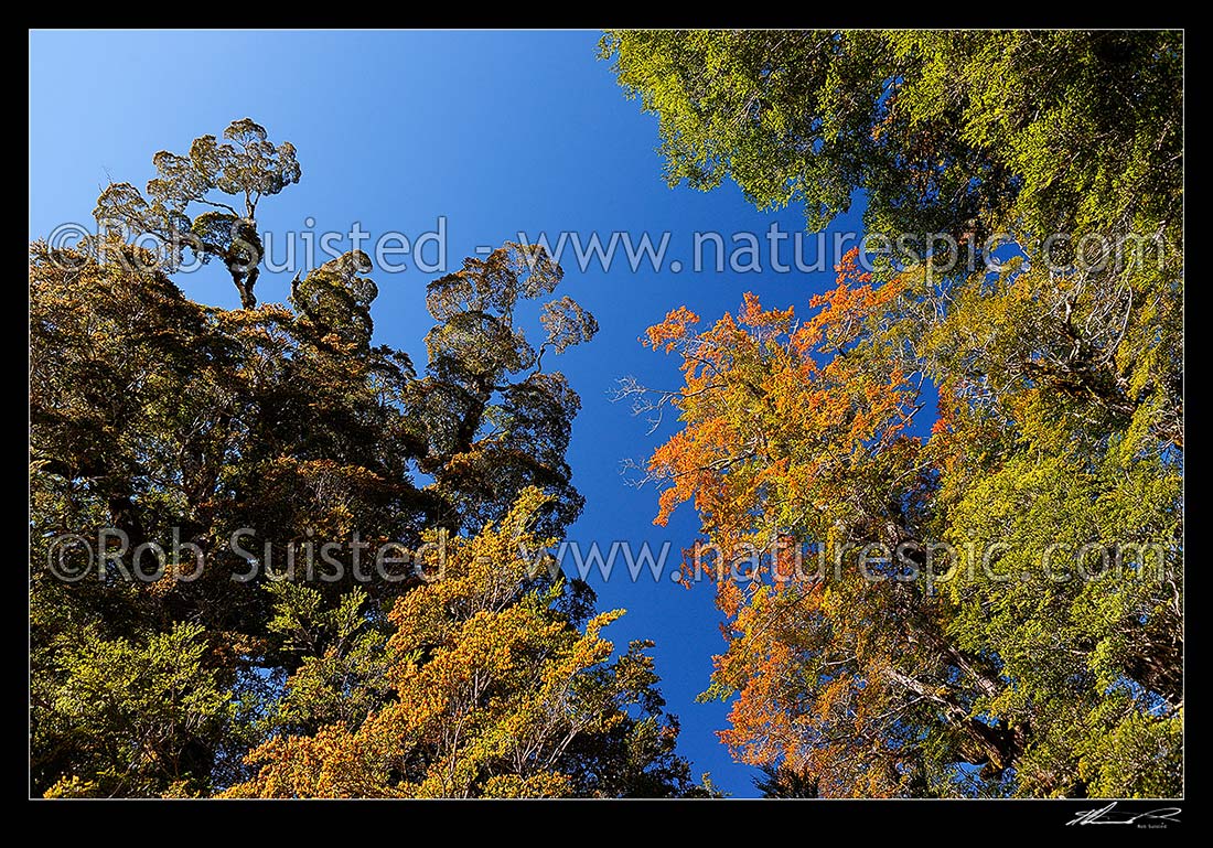 Image of NZ Beech forest canopy. Mixed Red Beech (Maori: tawhai raunui, Fuscospora fusca, Syn Nothofagus fusca) and Silver Beech (Maori: tawhai, Lophozonia menziesii, Syn Nothofagus menziesii). Nothofagaceae. Early summer, Nelson Lakes National Park, Tasman District, Tasman Region, New Zealand (NZ) stock photo image