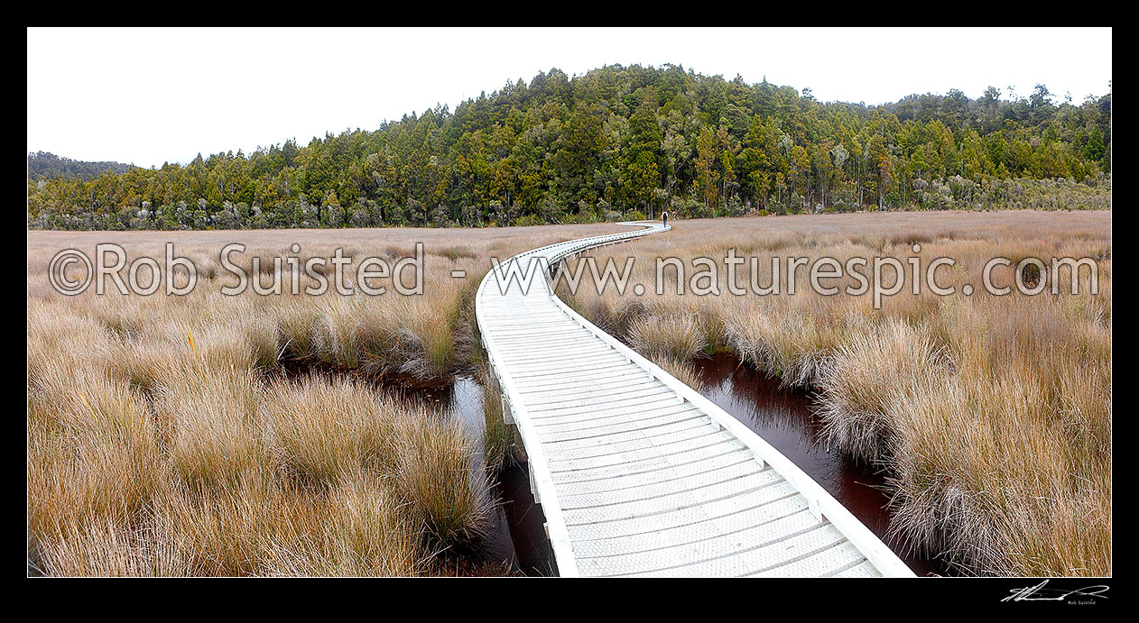 Image of Okarito Wetland Walk, boardwalk winding through wetland towards the Okarito Trig Walk and Three Mile Lagoon Pack Track. Panorama, Westland / Tai Poutini National Park, Westland District, West Coast Region, New Zealand (NZ) stock photo image