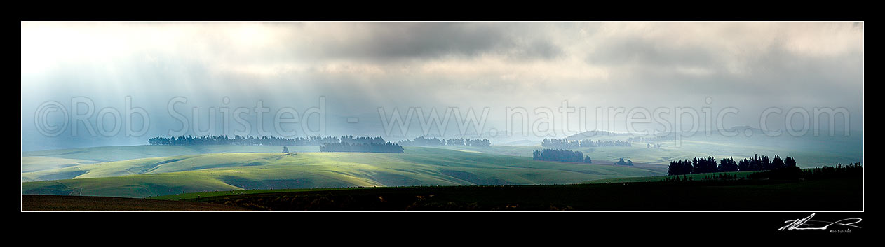 Image of Lush farmland and stock grazing on a moody misty evening with crepuscular sun rays illuminating grass and windbreaks. Panorama, Clarks Junction, Dunedin City District, Otago Region, New Zealand (NZ) stock photo image