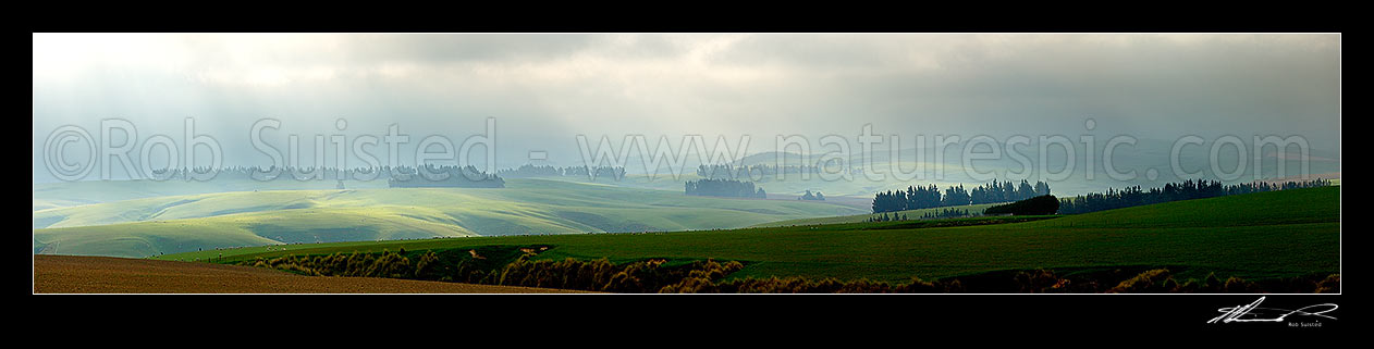 Image of Lush farmland and stock grazing on a moody misty evening with crepuscular sun rays illuminating grass and windbreaks. Panorama, Clarks Junction, Dunedin City District, Otago Region, New Zealand (NZ) stock photo image