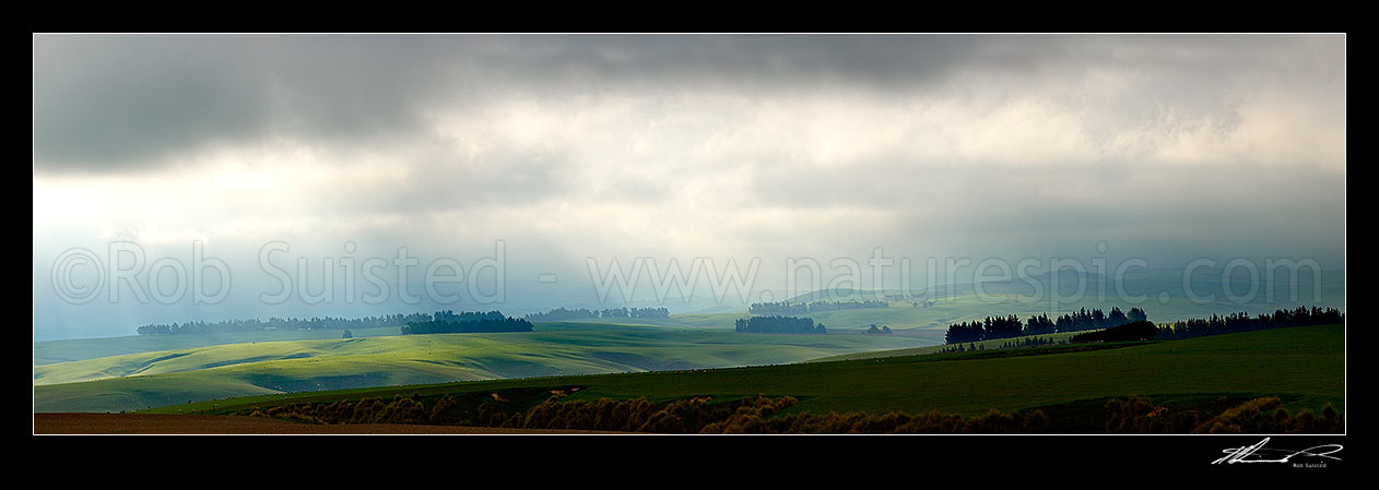 Image of Lush farmland and stock grazing on a moody misty evening with crepuscular sun rays illuminating grass and windbreaks. Panorama, Clarks Junction, Dunedin City District, Otago Region, New Zealand (NZ) stock photo image