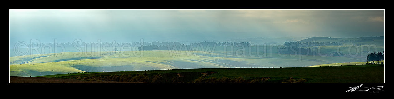 Image of Lush farmland and stock grazing on a moody misty dramatic evening with crepuscular sun rays illuminating grass and windbreaks. Panorama, Clarks Junction, Dunedin City District, Otago Region, New Zealand (NZ) stock photo image