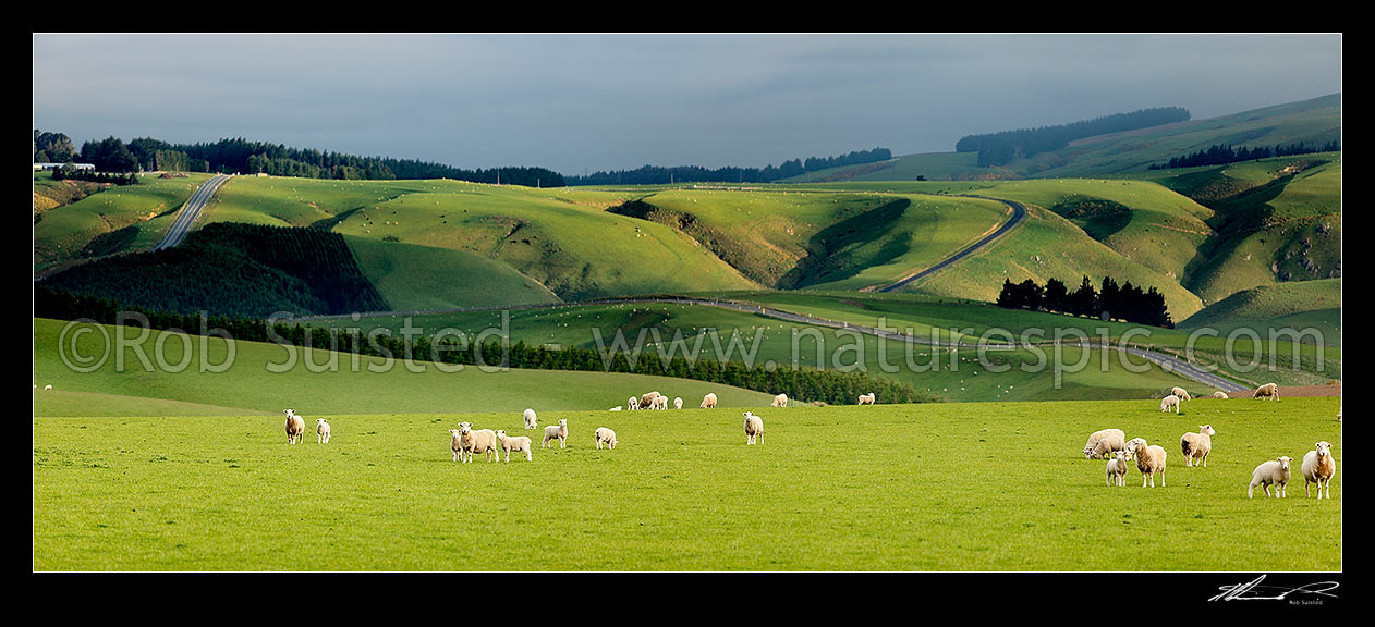 Image of Sheep and stock grazing on lush farmland on a moody evening. State Highway 87. Panorama, Clarks Junction, Dunedin City District, Otago Region, New Zealand (NZ) stock photo image