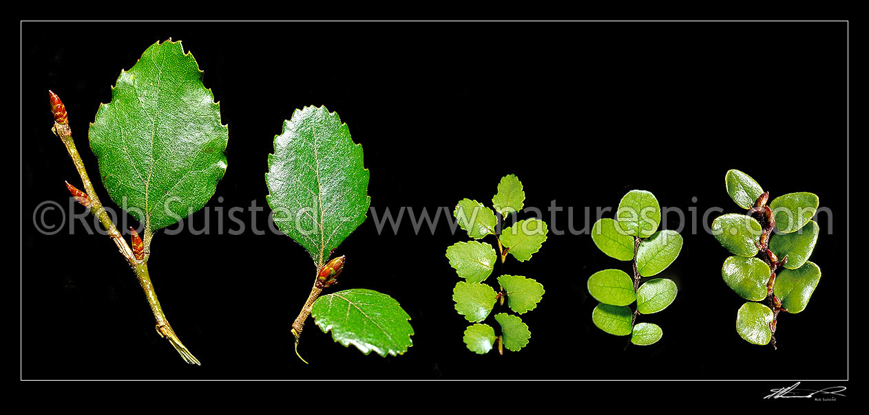 Image of Beech tree leaf comparison of all New Zealand Nothofagus Beech trees: Red (Fuscospora fusca), Hard (F. truncata), Silver (Lophozonia menziesii), Black (F. solandri), and Mountain Beech (F. cliffortioides). Syn. Nothofagus, New Zealand (NZ) stock photo image