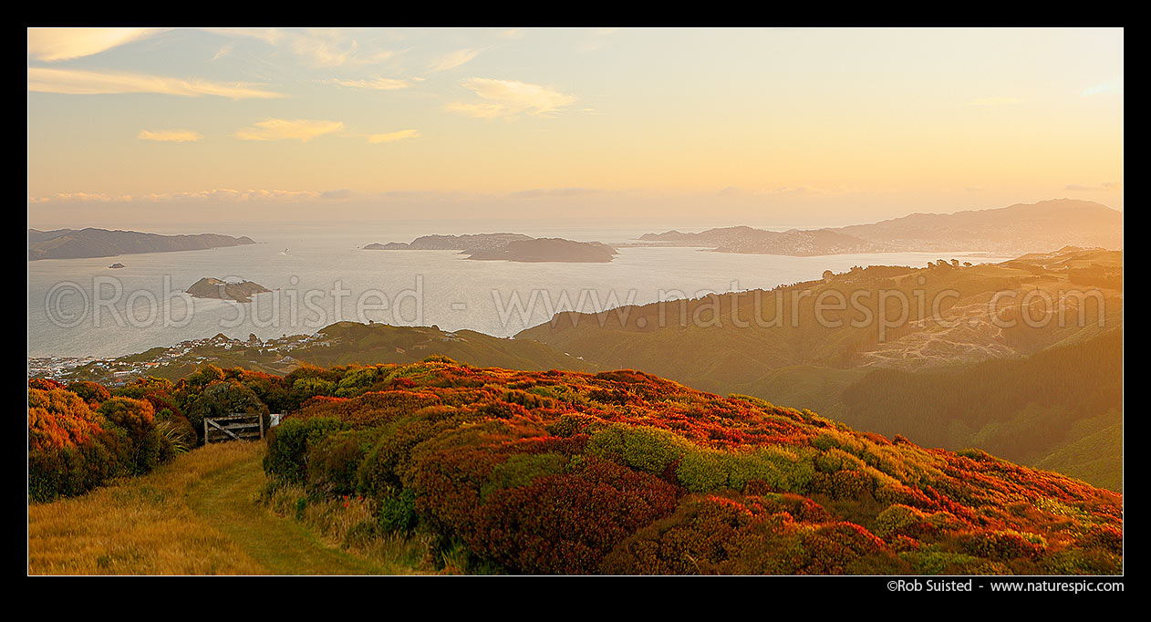 Image of Wellington Harbour at sunset from Belmont peak (456m). Petone, Matiu/Somes Is, Pencarrow Head far left, Miramar and airport centre, Wellington City and Korokoro right. Panorama, Belmont Regional Park, Wellington City District, Wellington Region, New Zealand (NZ) stock photo image