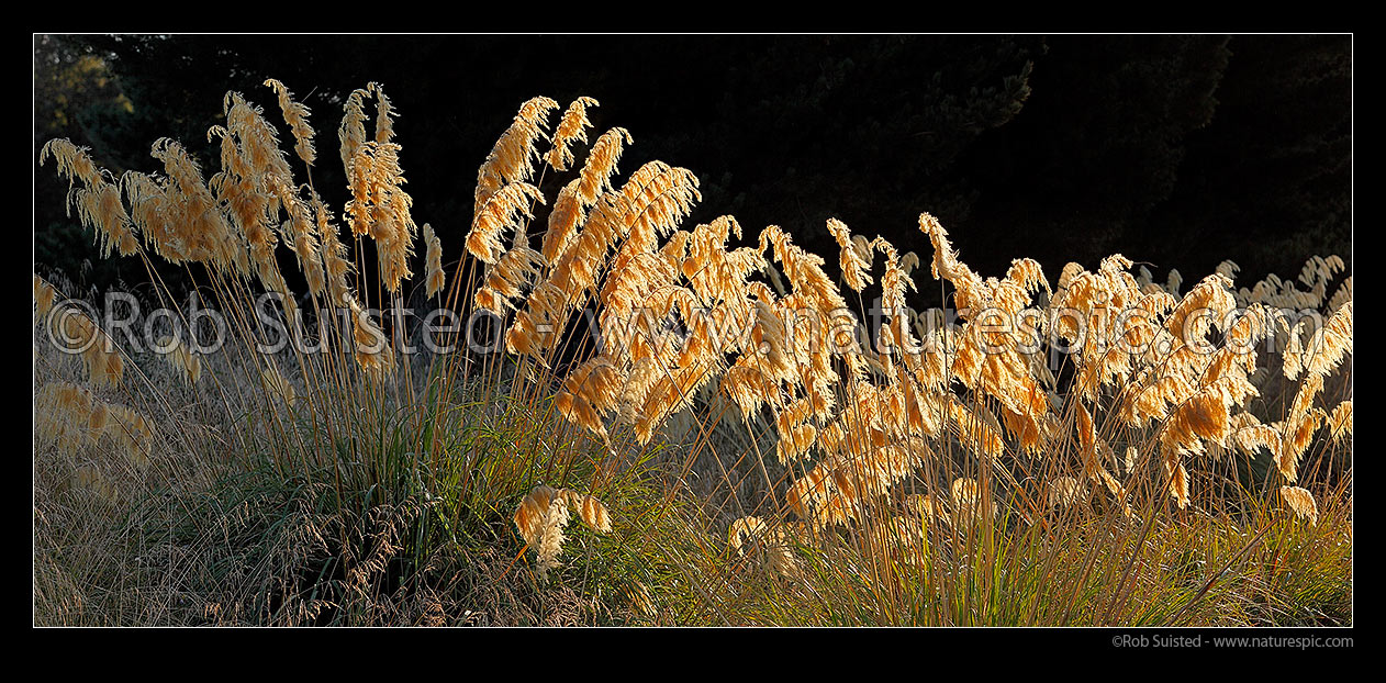 Image of Native Toetoe in flower (commonly misspelt as toitoi), (Austroderia sp.). Central North Island. Panorama, New Zealand (NZ) stock photo image