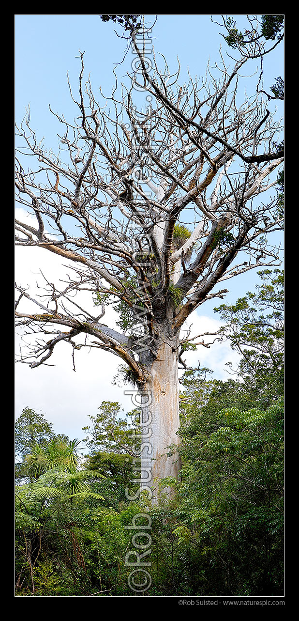 Image of Dead Kauri tree (Agathis australis) from Kauri dieback disease caused by Phytophthora taxon Agathis (or PTA). Vertical panorama, New Zealand (NZ) stock photo image