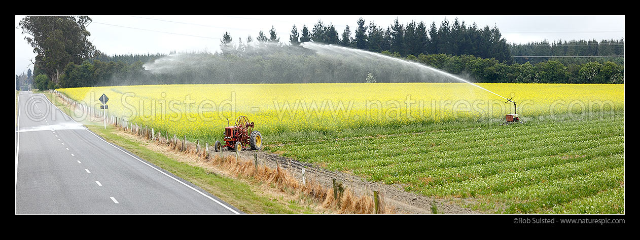 Image of Crop irrigation in north Canterbury. Irrigator working and watering brassica crops, likely Canola plants in yellow flower. Panorama, Culverden, Hurunui District, Canterbury Region, New Zealand (NZ) stock photo image