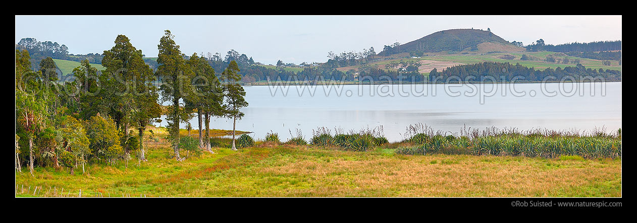 Image of Lake Omapere twilight. Remnant Kahikatea and Puriri tree forest and flax harakeke on lake shoreline and farmland. Mt Putahi beyond near Kaikohe. Panorama, Okaihau, Far North District, Northland Region, New Zealand (NZ) stock photo image