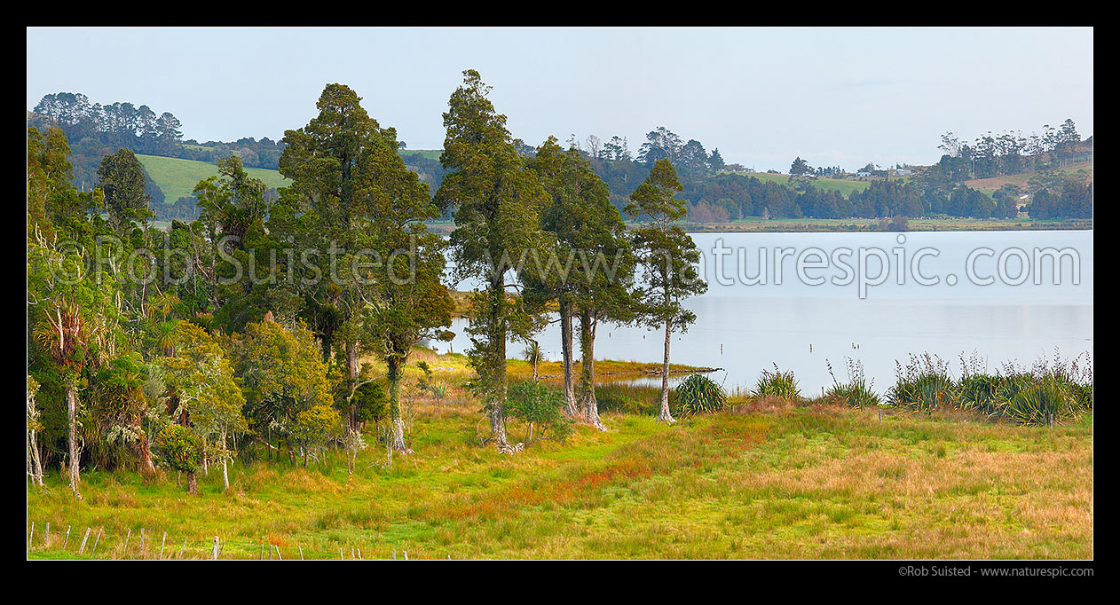 Image of Remnant forest on shores of Lake Omapere near Kaikohe at dusk. Panorama, Okaihau, Far North District, Northland Region, New Zealand (NZ) stock photo image