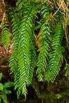 Native Sickle spleenwort