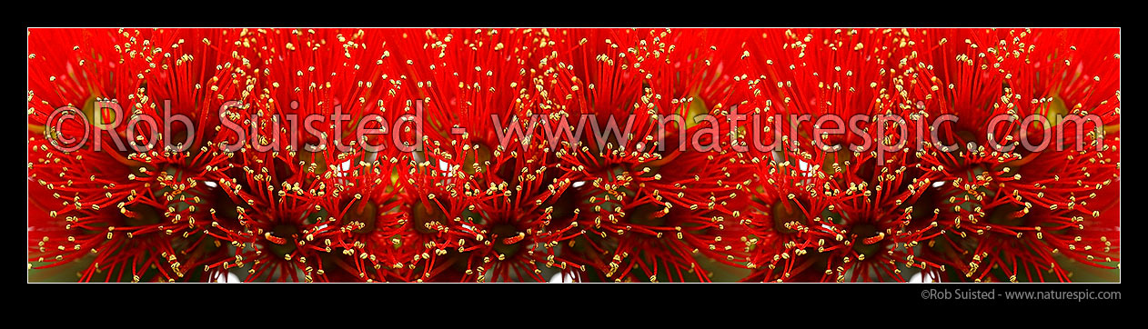 Image of Red Pohutukawa flowers (Myrtaceae - Metrosideros excelsa), 'New Zealand Christmas Tree'. Several images merged into large panorama file, New Zealand (NZ) stock photo image