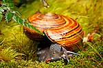 Giant Powelliphanta snail, native