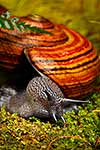 Giant Powelliphanta snail, native