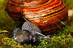 Giant Powelliphanta snail, native