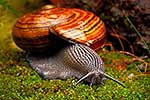 Giant Powelliphanta snail, native