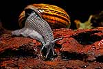 NZ giant Powelliphanta snail