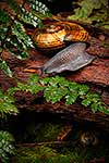 Giant Powelliphanta snails, native