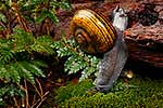 Giant Powelliphanta snail, native