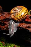 Giant Powelliphanta snail, native