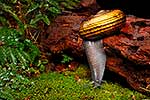 Giant Powelliphanta snail, native