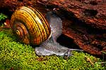 Native Powelliphanta landsnail