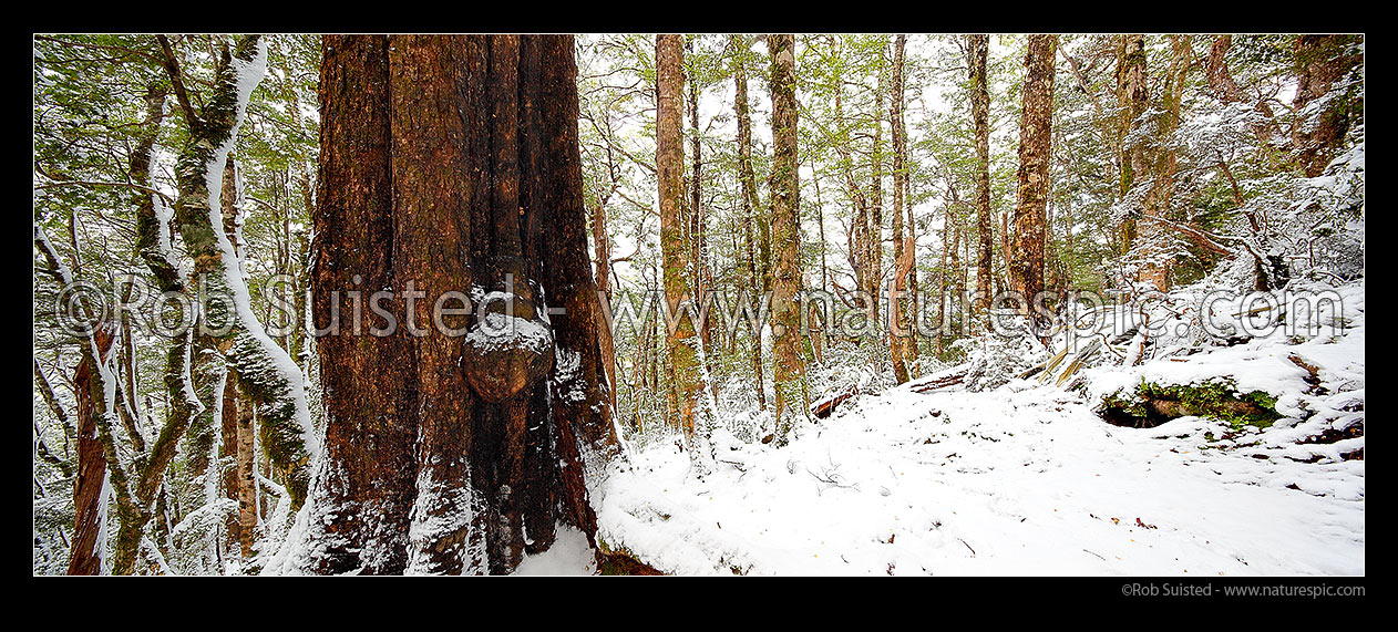 Image of High alpine beech forest (1000masl) interior during a snow storm. Red, Mountain and silver beech trees (Fuscospora fusca, Fuscospora cliffortioides, Lophozonia menziesii). Panorama, Kahurangi National Park, Tasman District, Tasman Region, New Zealand (NZ) stock photo image