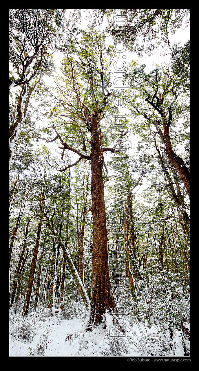 Image of Red Beech tree (Fuscospora fusca, formerly Nothofagus) in high alpine beech forest (1000masl) during snow storm. Vertical panorama, Kahurangi National Park, Tasman District, Tasman Region, New Zealand (NZ) stock photo image