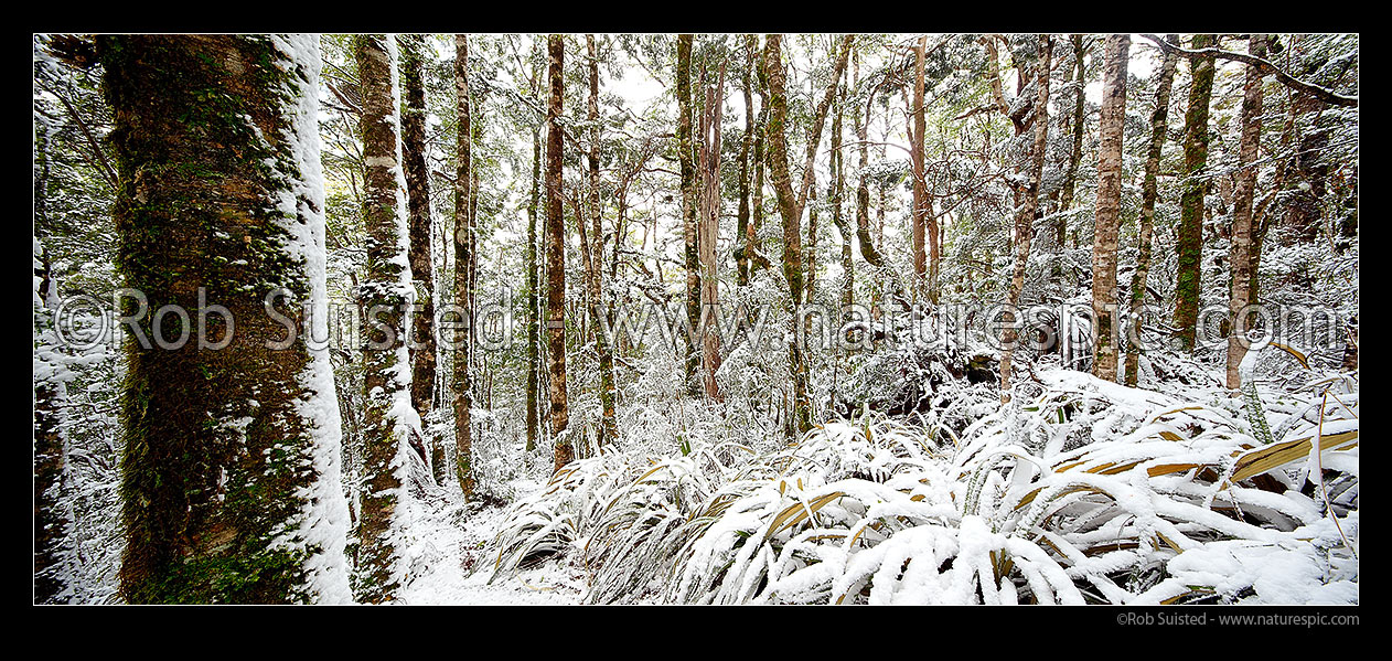 Image of High alpine beech forest (1000masl) interior during a snow storm. Red, Mountain and silver beech trees (Fuscospora fusca, Fuscospora cliffortioides, Lophozonia menziesii). Panorama, Kahurangi National Park, Tasman District, Tasman Region, New Zealand (NZ) stock photo image