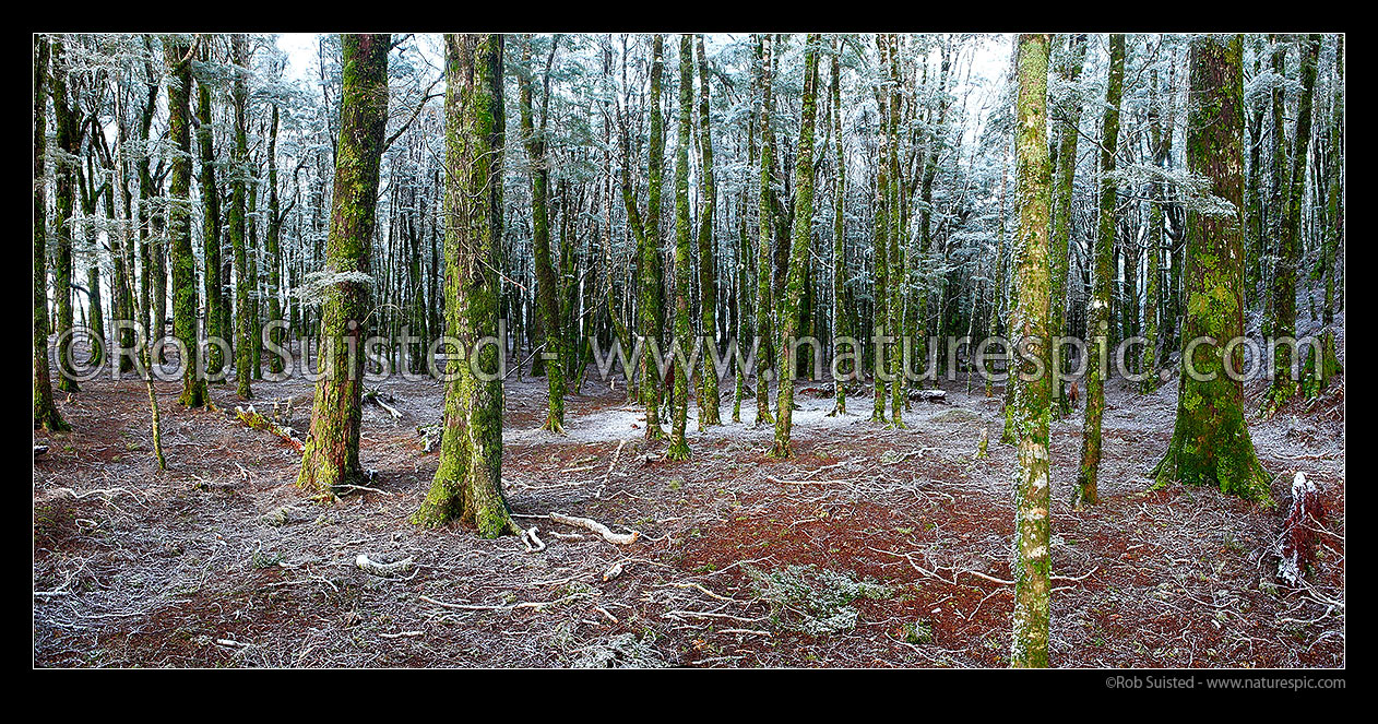 Image of NZ Beech tree forest interior (800masl) during light snowfall. Red and silver beech trees (Fuscospora fusca, Lophozonia menziesii). Panorama, Takaka Hill, Tasman District, Tasman Region, New Zealand (NZ) stock photo image