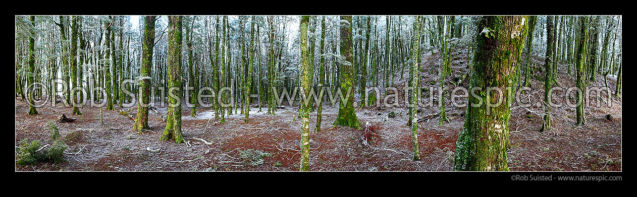 Image of NZ Beech tree forest interior (800masl) during light snowfall. Red and silver beech trees (Fuscospora fusca, Lophozonia menziesii). Panorama, Takaka Hill, Tasman District, Tasman Region, New Zealand (NZ) stock photo image