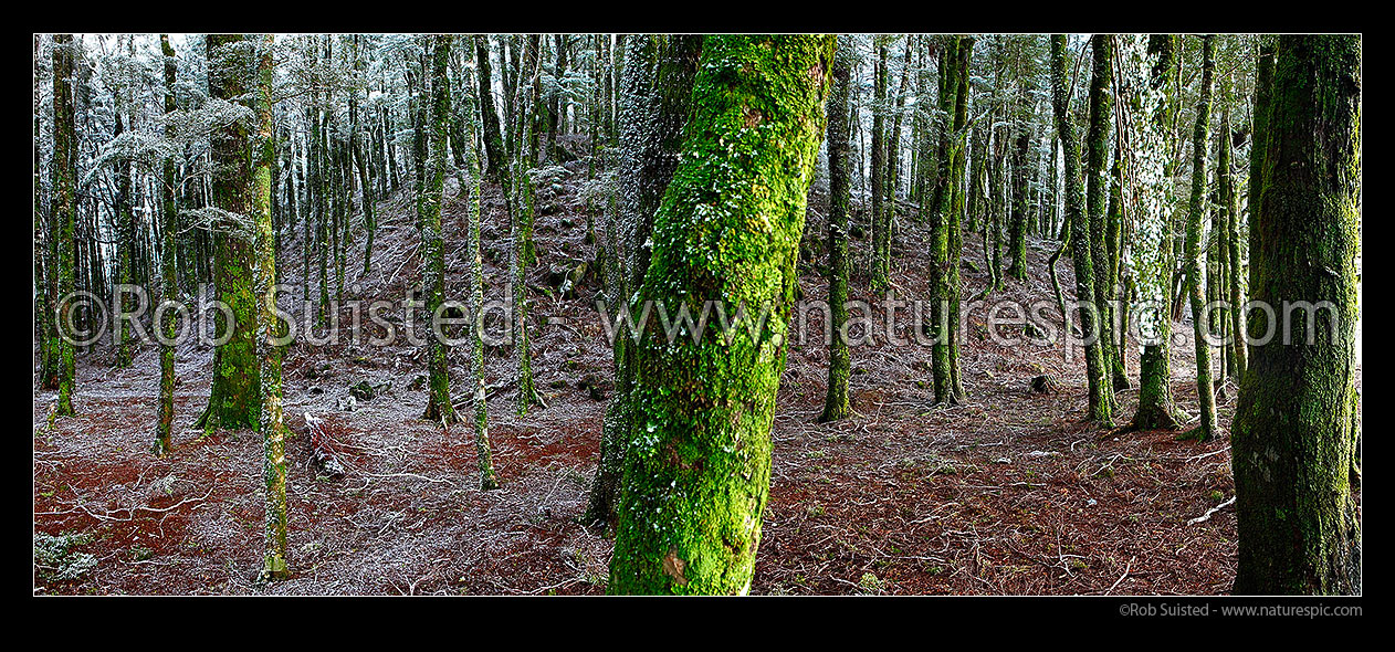 Image of NZ Beech tree forest interior (800masl) during light snowfall. Red and silver beech trees (Fuscospora fusca, Lophozonia menziesii). Panorama, Takaka Hill, Tasman District, Tasman Region, New Zealand (NZ) stock photo image