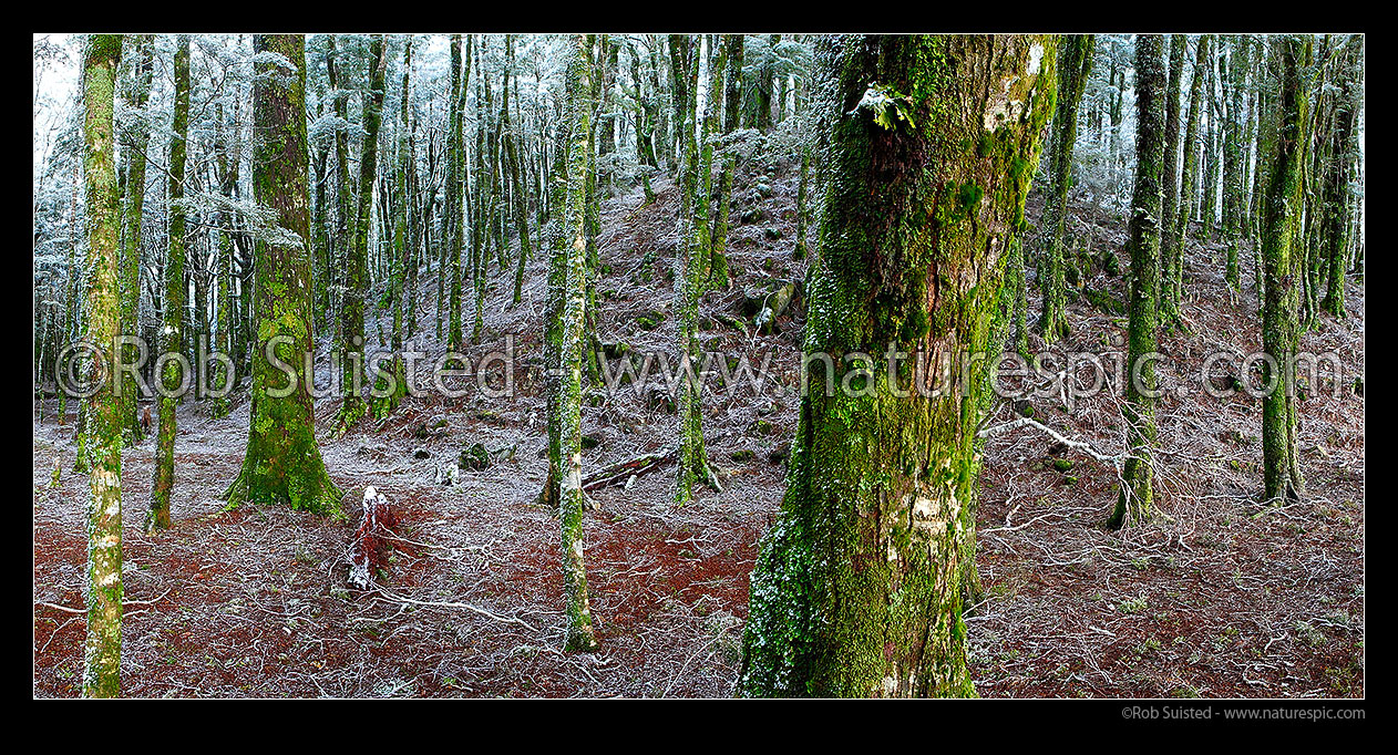 Image of NZ native Beech tree forest interior (800masl) during light snowfall. Red and silver beech trees (Fuscospora fusca, Lophozonia menziesii). Panorama, Abel Tasman National Park, Tasman District, Tasman Region, New Zealand (NZ) stock photo image