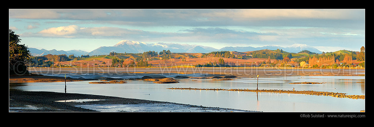 Image of Moutere Inlet on the Moutere River mouth. Seagulls, shorebirds and waders feeding at low tide. Wintery Richmond Ranges beyond, Motueka, Tasman District, Tasman Region, New Zealand (NZ) stock photo image