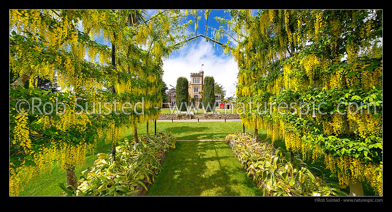 Image of Larnach's Castle through the flowering laburnum arch. Historic building built by William Larnach 1871-1876. Otago Peninsula. Panorama, Otago Peninsula, Dunedin City District, Otago Region, New Zealand (NZ) stock photo image