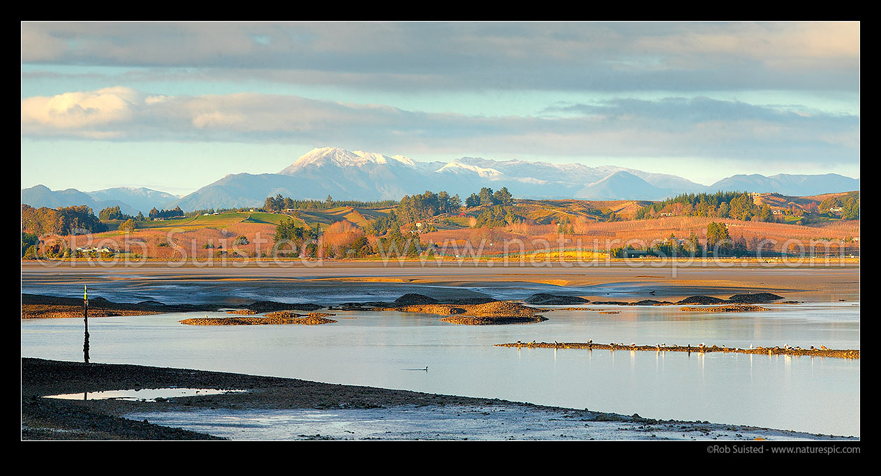 Image of Moutere Inlet on the Moutere River mouth. Seagulls, shorebirds and waders feeding at low tide. Wintery Richmond Ranges beyond. Panorama, Motueka, Tasman District, Tasman Region, New Zealand (NZ) stock photo image