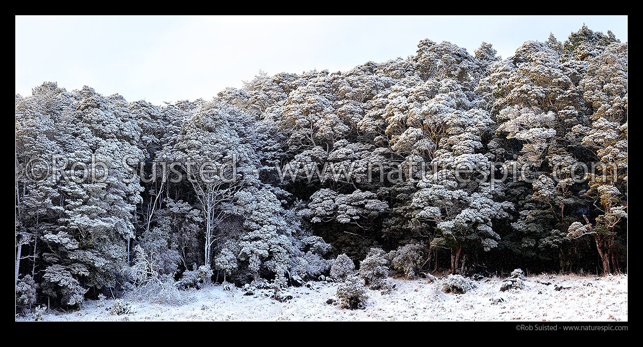 Image of Silver Beech forest dusted with fresh winter snowfall as weather clears after snowstorm (Lophozonia menziesii, formally Nothofagus menzeseii). Canaan Downs. Panorama, Abel Tasman National Park, Tasman District, Tasman Region, New Zealand (NZ) stock photo image