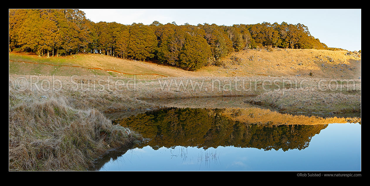 Image of Canaan Downs farmland reflected in calm mountain tarn or lake at dusk. Beech forest behind. Panorama, Abel Tasman National Park, Tasman District, Tasman Region, New Zealand (NZ) stock photo image