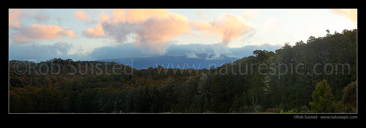 Image of Dusk over NZ native Beech forest canopy (800masl) looking towards Kahurangi N.P. and the Devil Range. Panorama, Abel Tasman National Park, Tasman District, Tasman Region, New Zealand (NZ) stock photo image