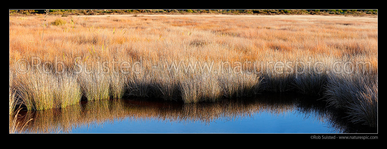 Image of Salt marsh tidal estuary with Jointed wire rush, Oioi, (Leptocarpus (Apodasmia) similis) reflecting in a calm tidal pool. Panorama, Pauatahanui Inlet, Porirua City District, Wellington Region, New Zealand (NZ) stock photo image