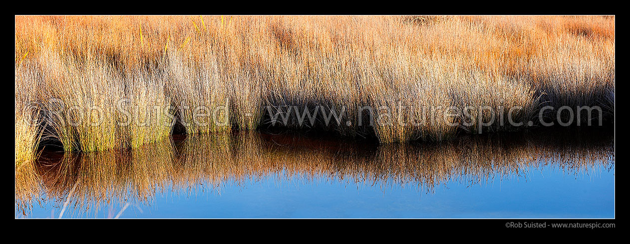 Image of Salt marsh tidal estuary with Jointed wire rush, Oioi, (Leptocarpus (Apodasmia) similis) reflecting textures in a calm tidal pool. Panorama, Pauatahanui Inlet, Porirua City District, Wellington Region, New Zealand (NZ) stock photo image