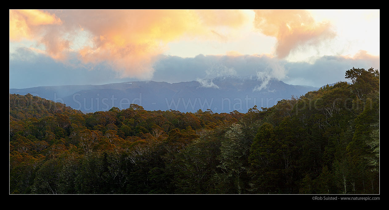 Image of Dusk over NZ native Beech forest canopy (800masl) looking towards Kahurangi N.P. and the Devil Range. Panorama, Abel Tasman National Park, Tasman District, Tasman Region, New Zealand (NZ) stock photo image