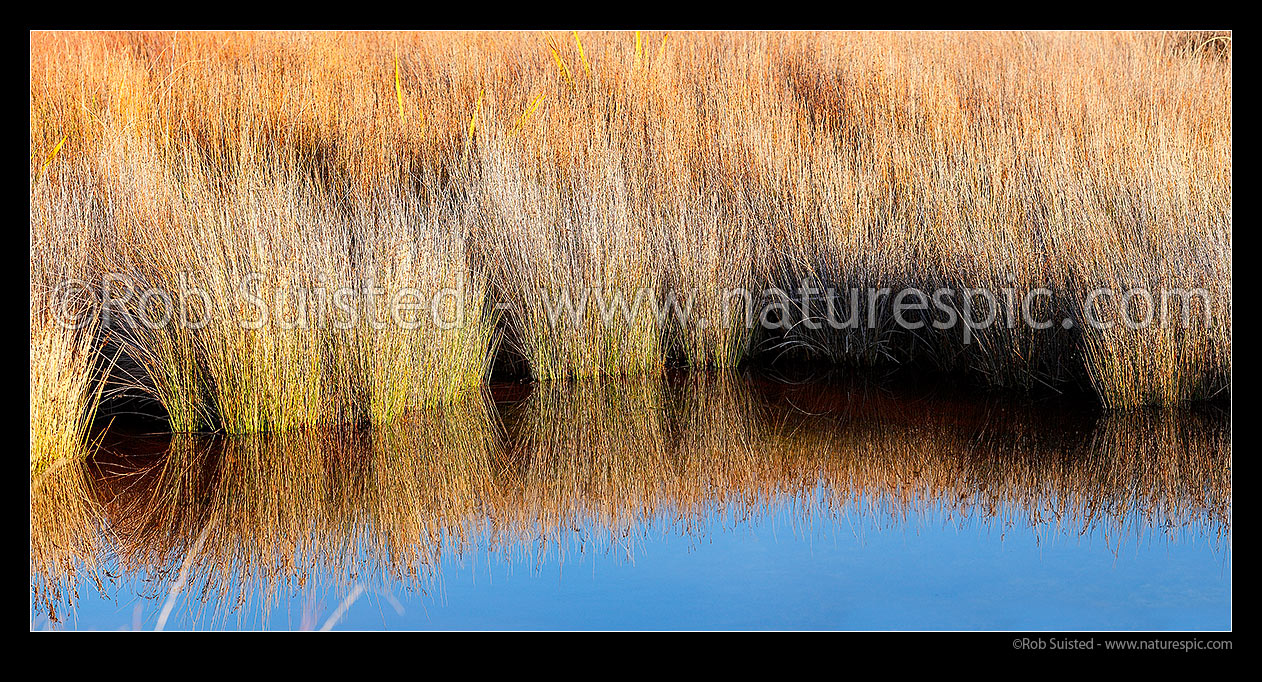 Image of Salt marsh tidal estuary with Jointed wire rush, Oioi, (Leptocarpus (Apodasmia) similis) reflecting textures in a calm tidal pool. Panorama, Pauatahanui Inlet, Porirua City District, Wellington Region, New Zealand (NZ) stock photo image