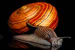 Giant Powelliphanta snail, native