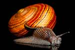 Giant Powelliphanta snail, native