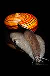 Giant Powelliphanta snail, native