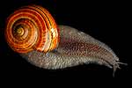 Giant Powelliphanta snail, native