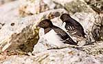 Little auks, Svalbard