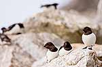 Little auks, Svalbard