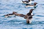 Common guillemots, Svalbard